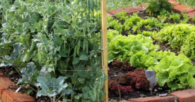 Spomladanska gredica z prvimi vrtninami, grahom in solato