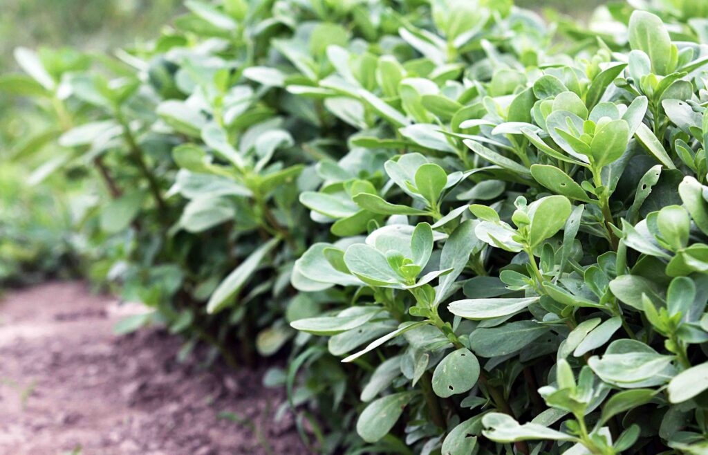 Užitni, zimski portulak (Claytonia perfoliata)