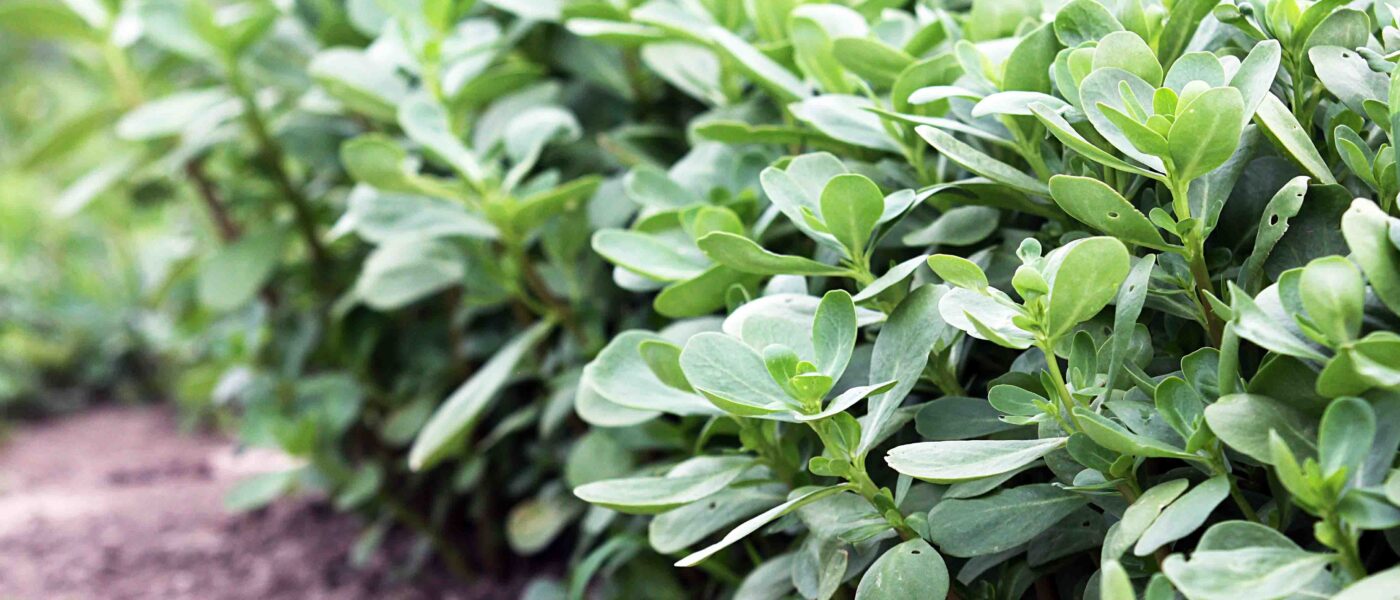 Užitni, zimski portulak (Claytonia perfoliata)