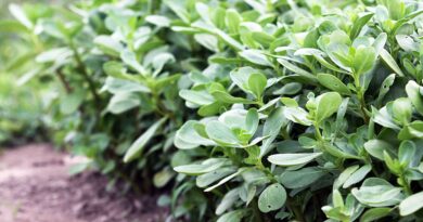 Užitni, zimski portulak (Claytonia perfoliata)