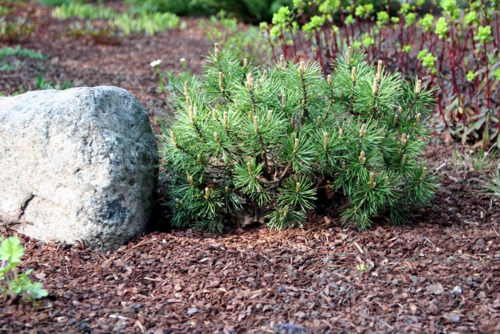 Zastiranje tal z lubjem okrog iglavcev