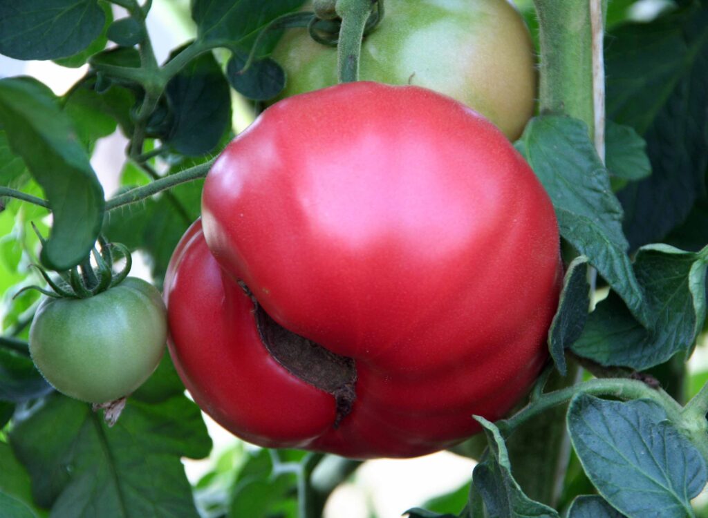 Znak pomanjkanja kalcija na plodu paradižnika