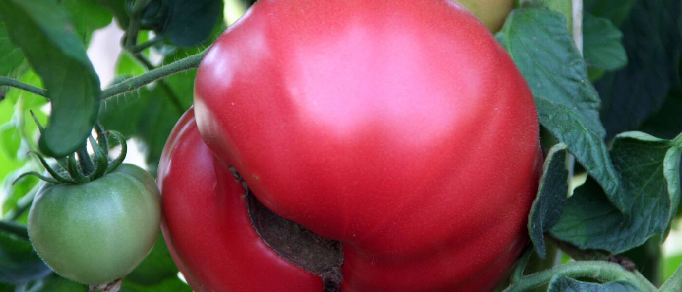Znak pomanjkanja kalcija na plodu paradižnika