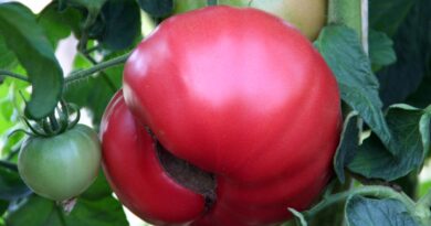 Znak pomanjkanja kalcija na plodu paradižnika