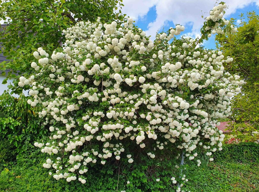 Brogovita (Viburnum opulus)