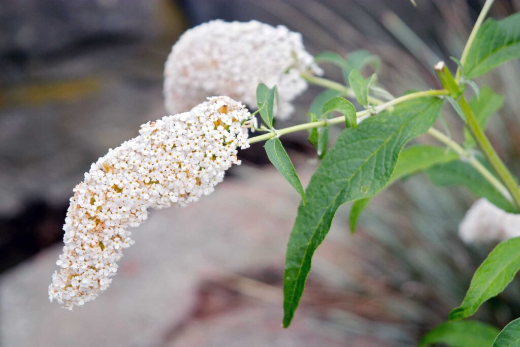 Budleja (Buddleja davidii)
