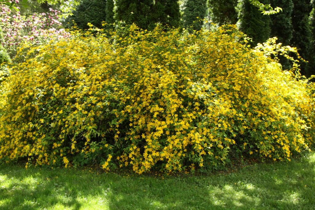 Forsitija (Forsythia)