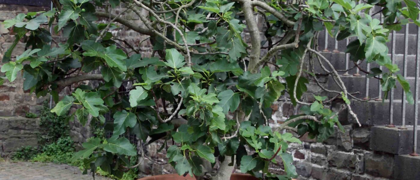 Gojenje fige v loncu