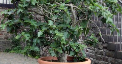 Gojenje fige v loncu