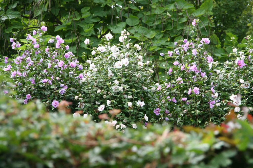 Grmasti hibiskus kot cvetoča živa meja