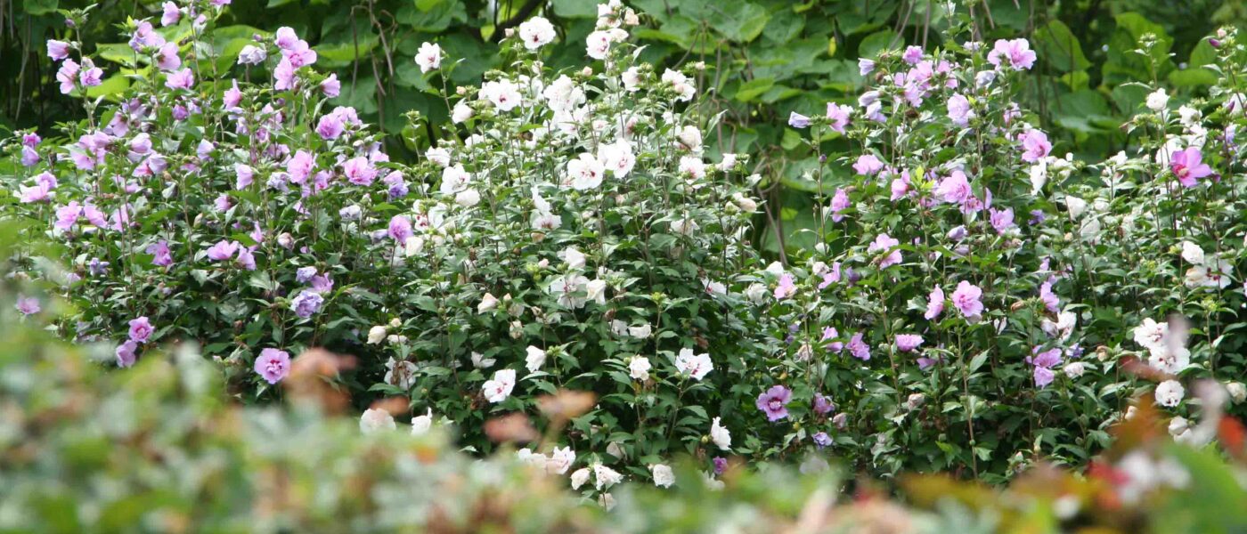 Grmasti hibiskus kot cvetoča živa meja