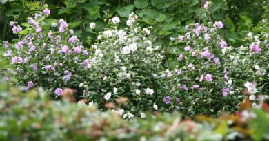 Grmasti hibiskus kot cvetoča živa meja