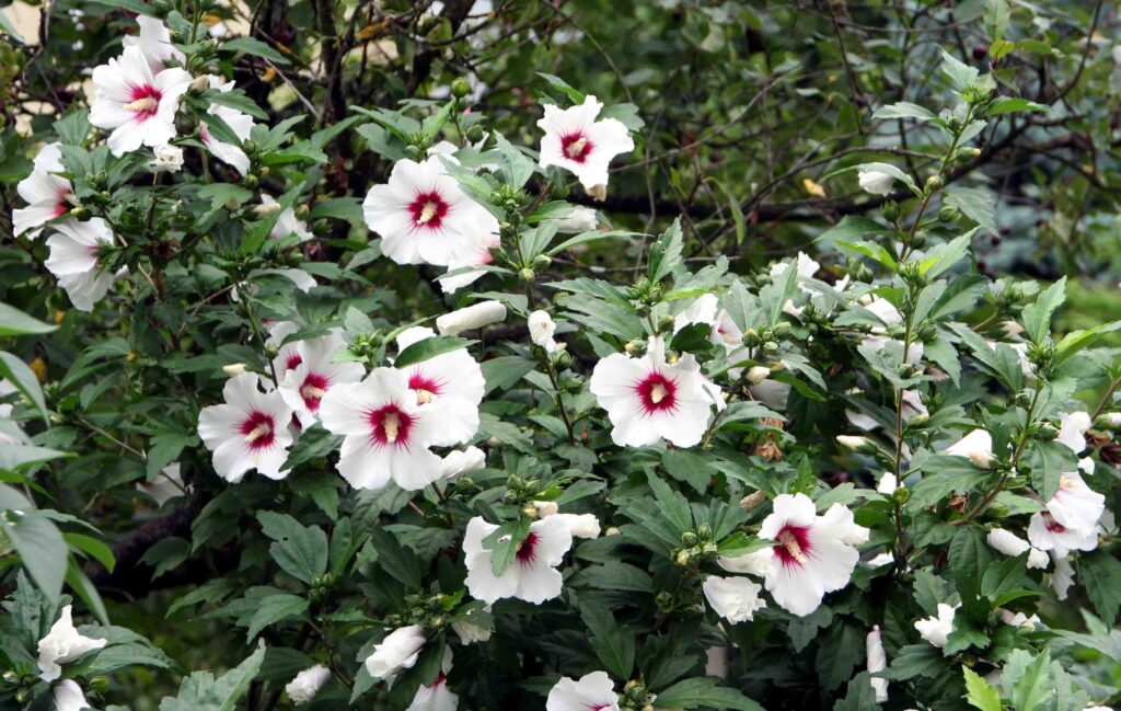 Hibiskus (Hibiscus) 'Red Heart