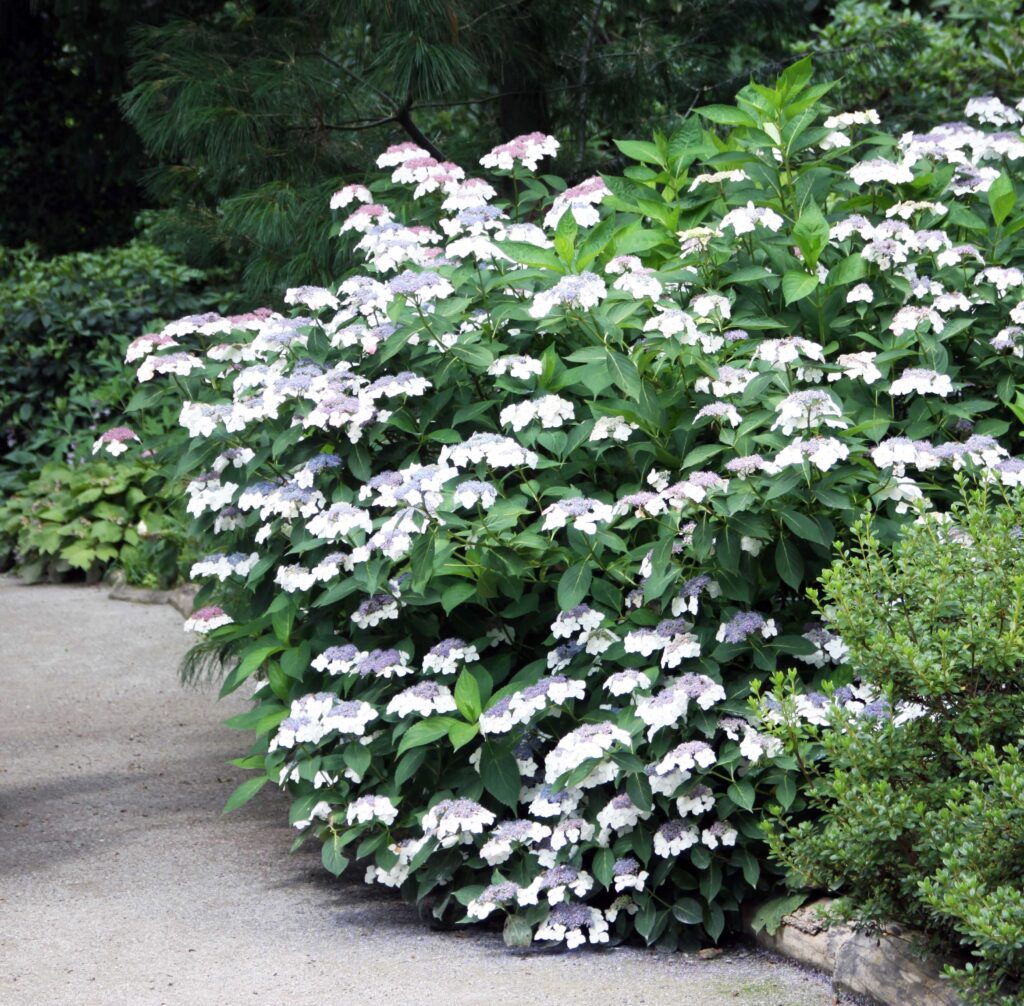 Hortenzija Lacecap (Hydrangea serrata)