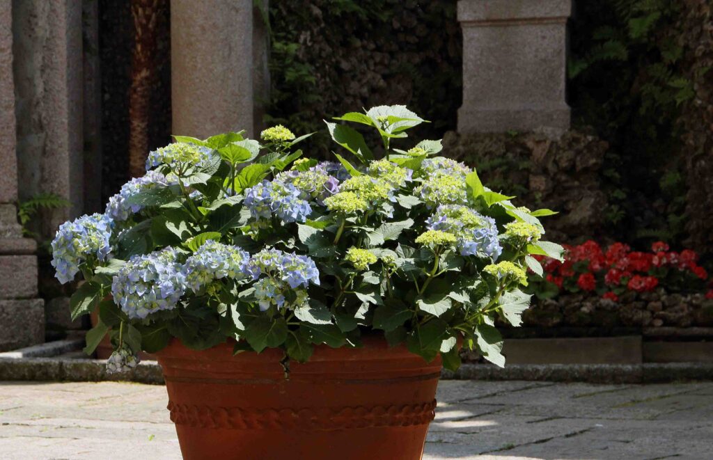 Hortenzija kot posodovka na terasi