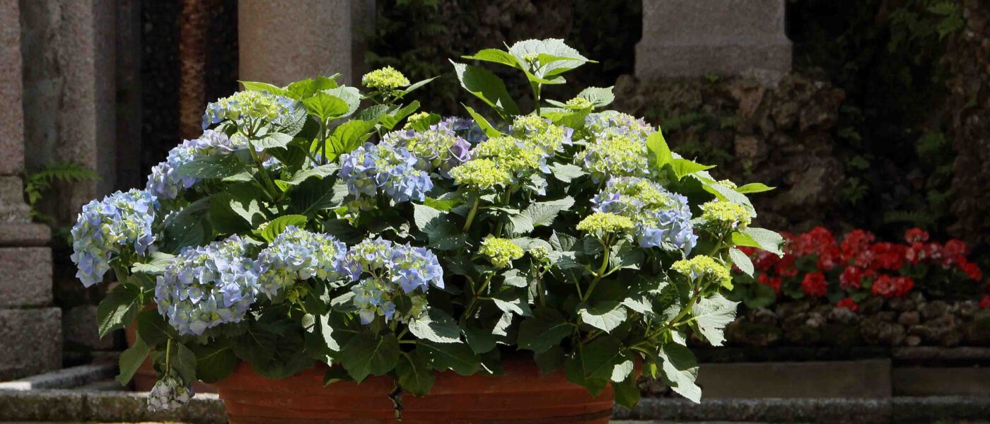Hortenzija kot posodovka na terasi