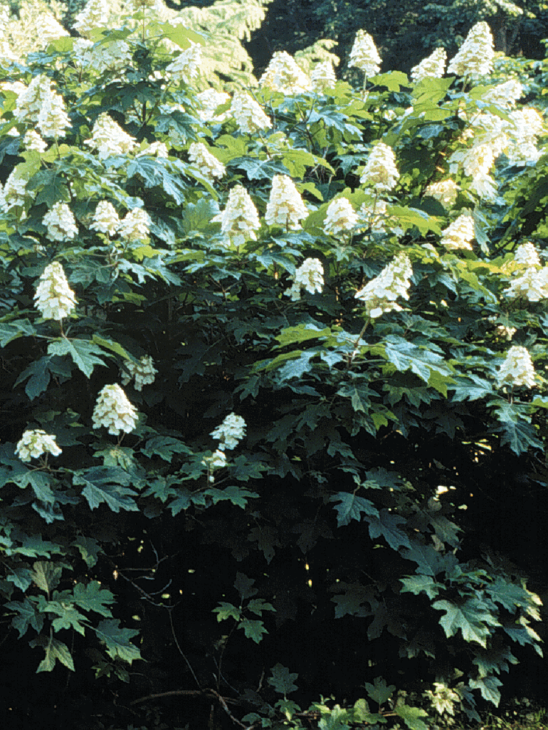 Hrastavolistna hortenzija (Hydrangea quercifolia)