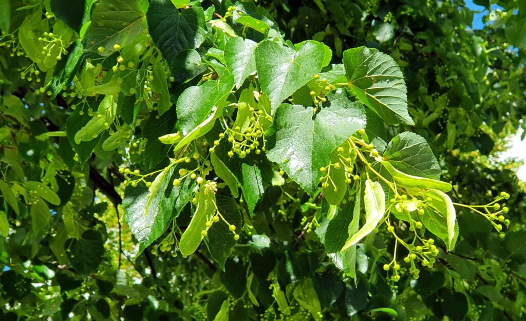 Lipa v času cvetenja