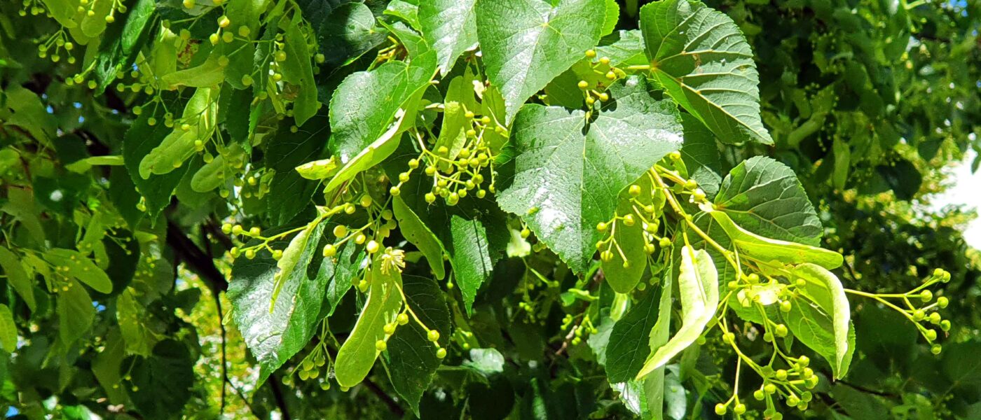 Lipa v času cvetenja