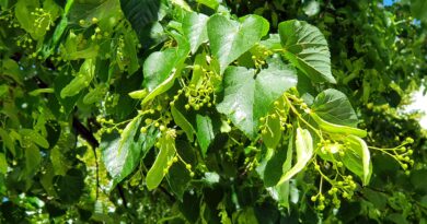 Lipa v času cvetenja