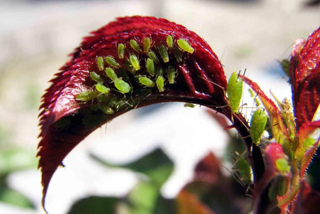 Listne uši na vrtnici