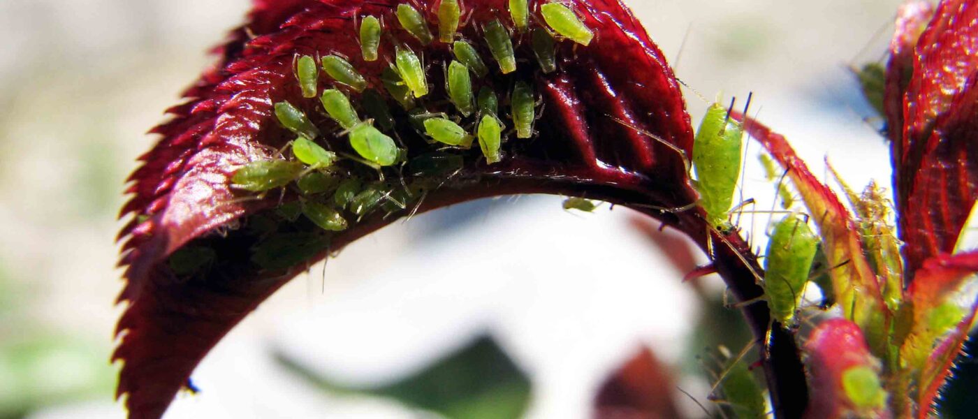 Listne uši na vrtnici