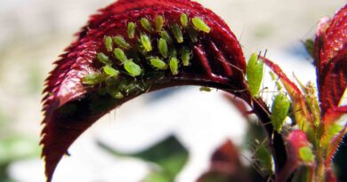 Listne uši na vrtnici