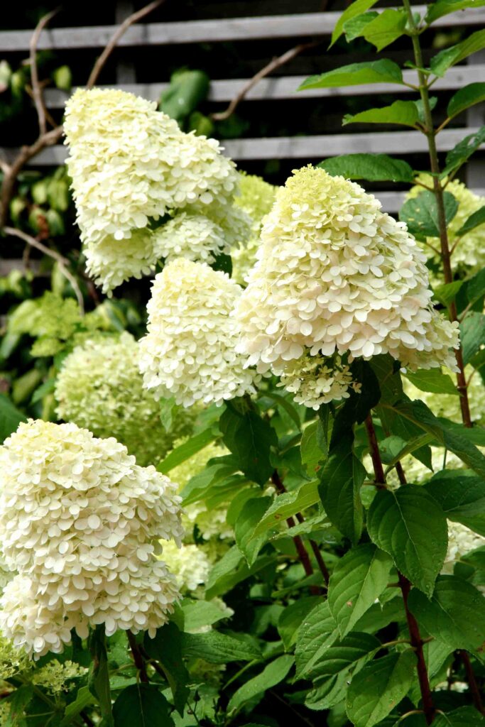 Metličasta hortenzija (Hydrangea Paniculata)