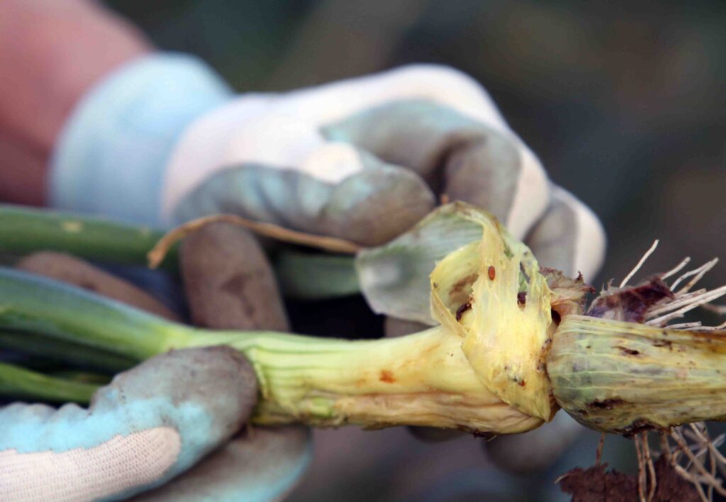 Poškodbe na čebuli, ličinke čebulne muhe