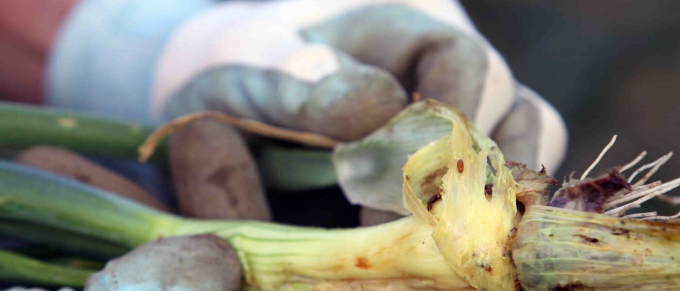 Poškodbe na čebuli, ličinke čebulne muhe