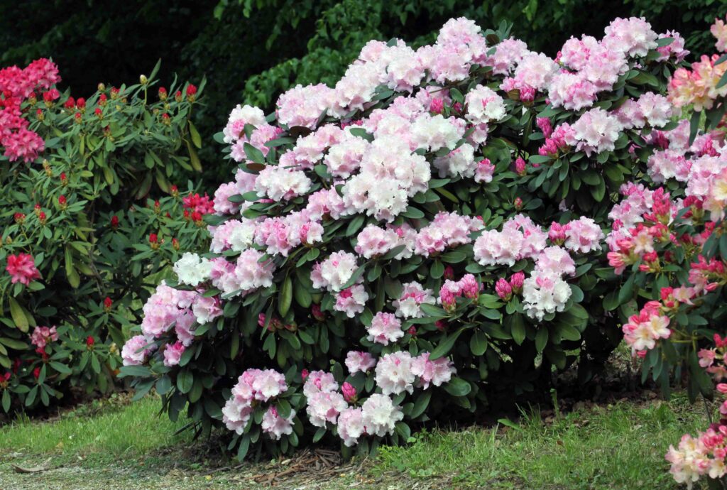 Rododendron ali sleč, Yakushimanski (Rhododendron) 'Silberwolke'