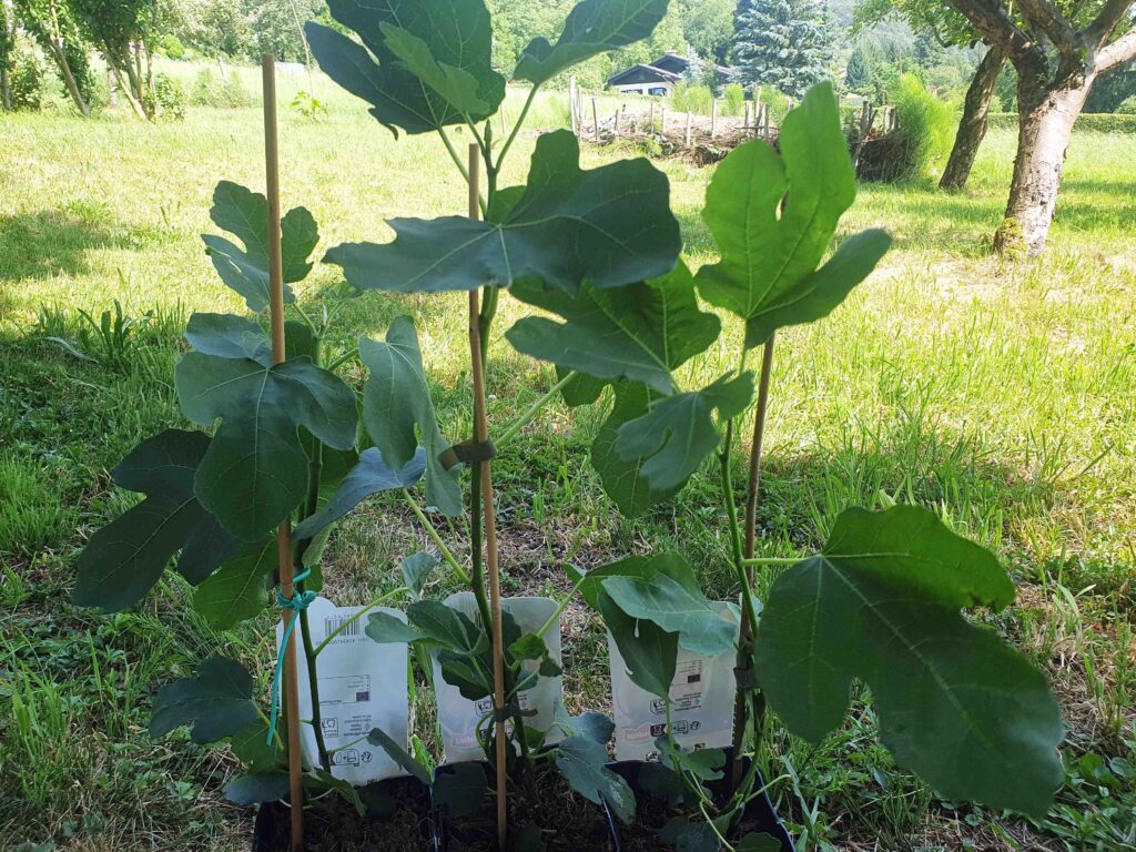 Sadike fig pred sajenjem