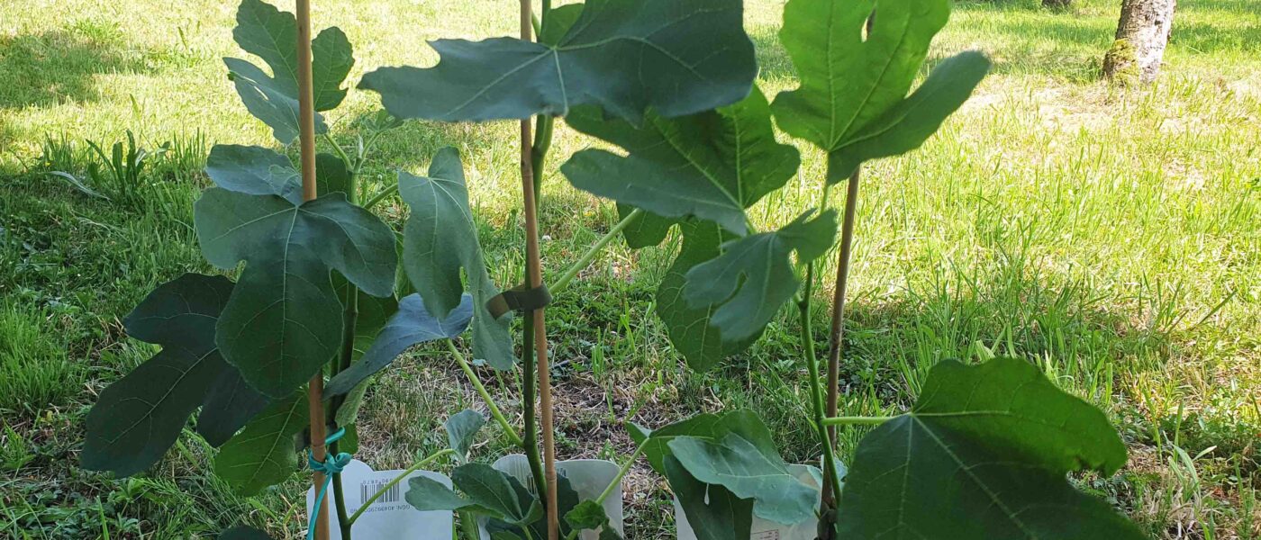 Sadike fig pred sajenjem