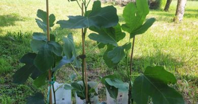 Sadike fig pred sajenjem