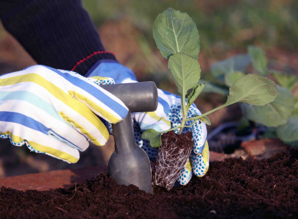 Sajenje sadik kapusnic na zelenjavni vrt