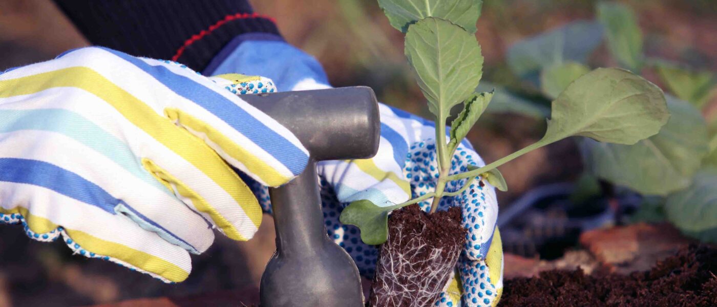 Sajenje sadik kapusnic na zelenjavni vrt