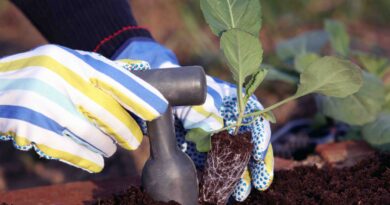 Sajenje sadik kapusnic na zelenjavni vrt