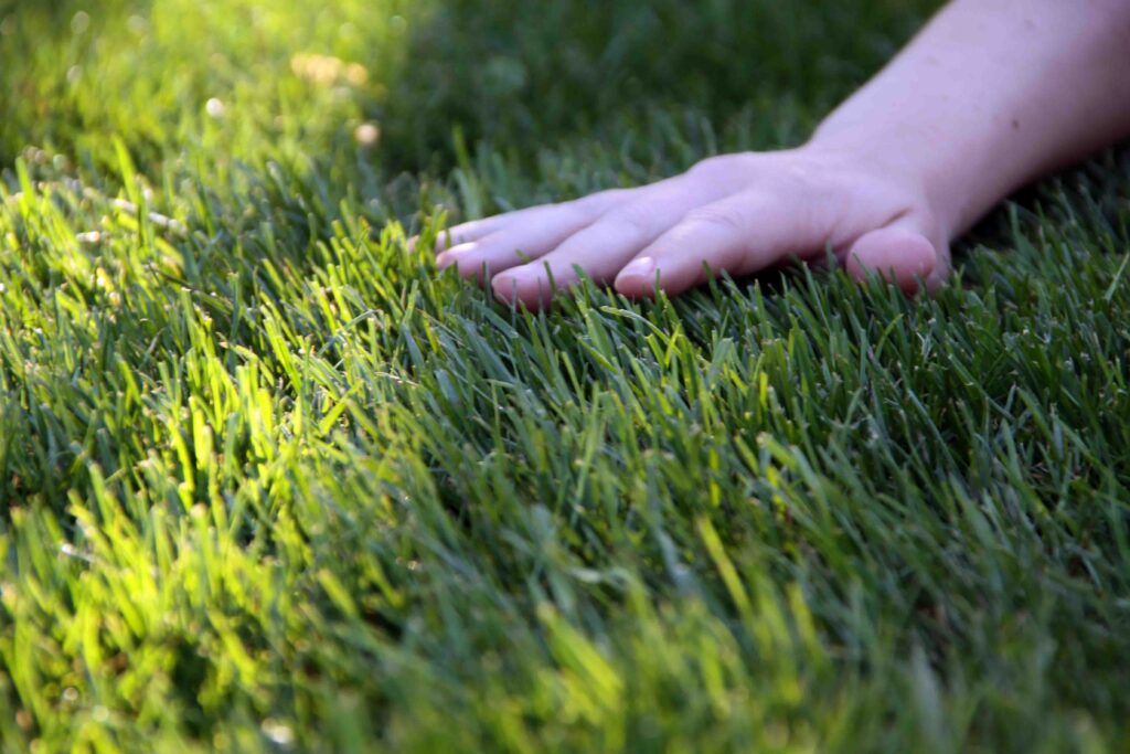 V poletnih mesecih, trato kosimo nekoliko višje