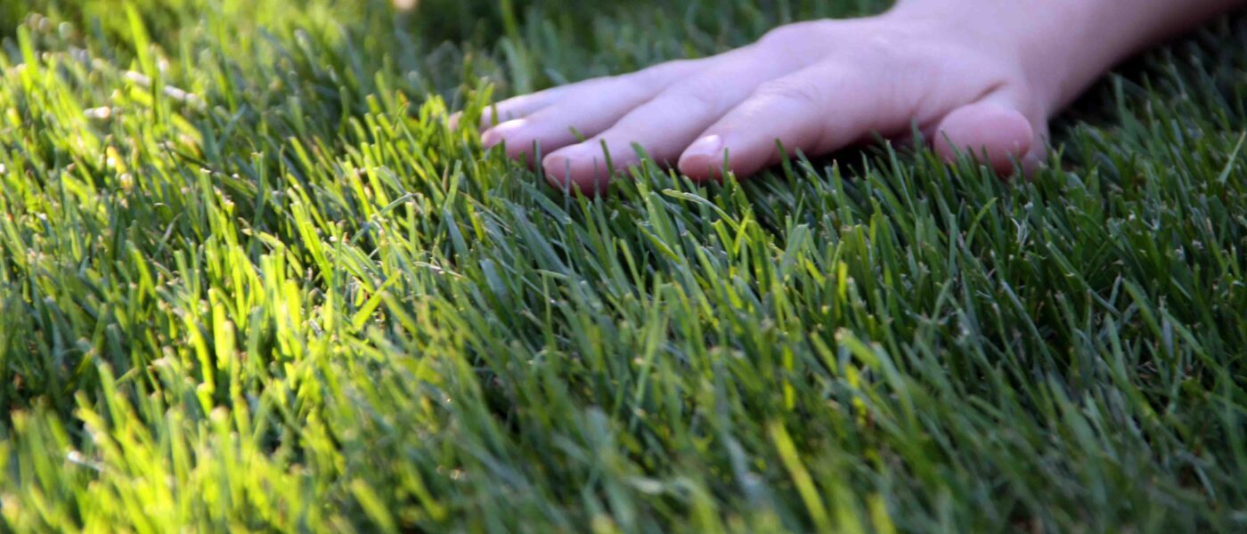 V poletnih mesecih, trato kosimo nekoliko višje