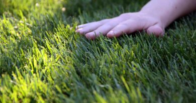 V poletnih mesecih, trato kosimo nekoliko višje