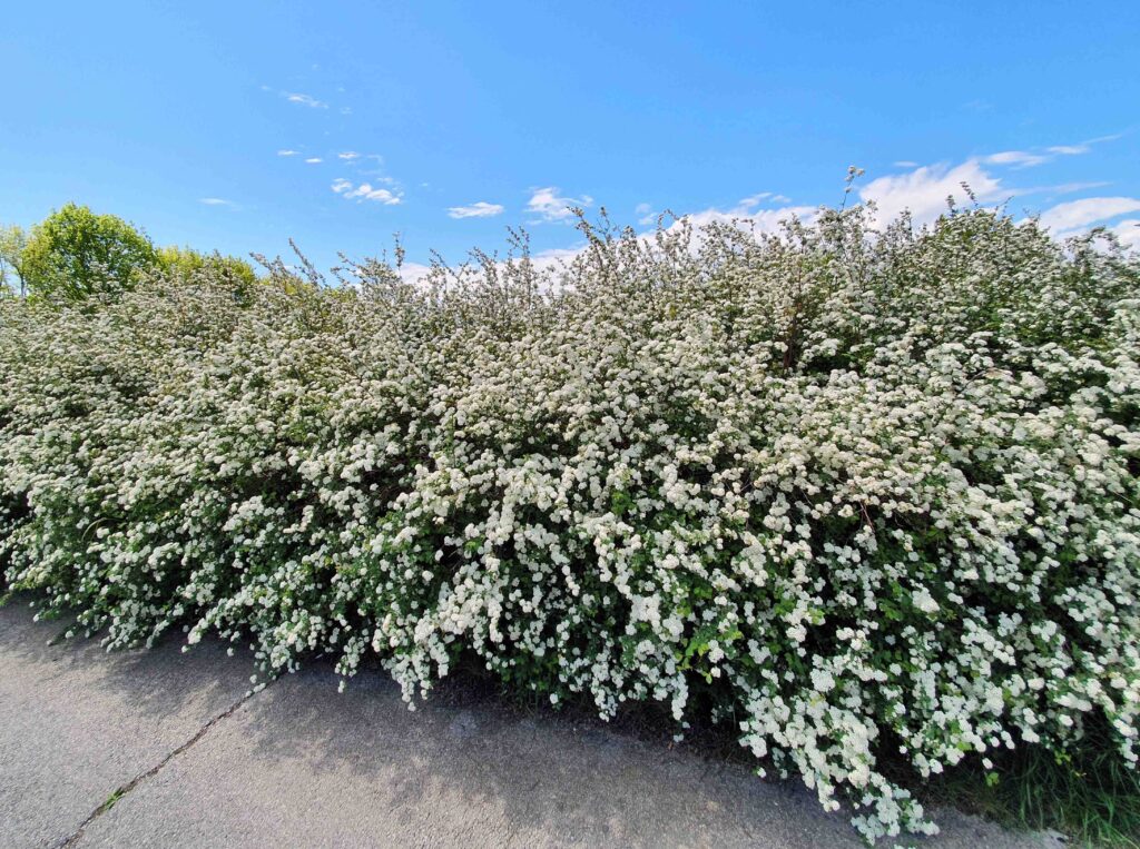 Vanhutijeva medvejka (Spiraea vanhouttei)