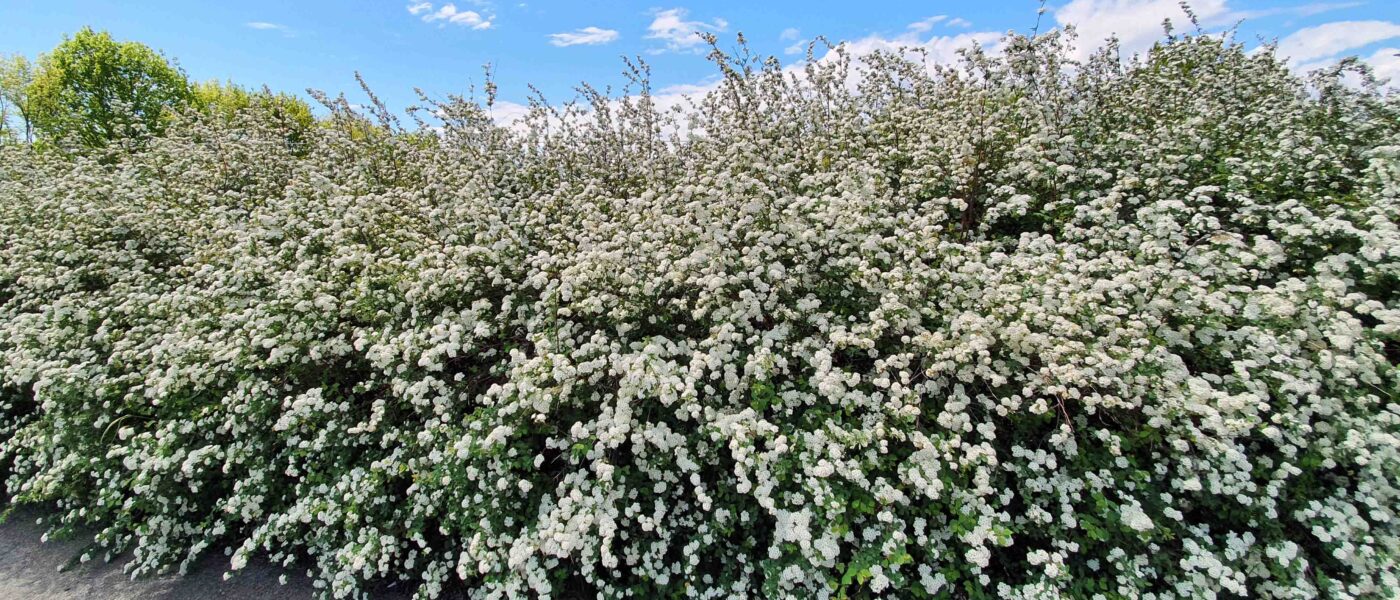 Vanhutijeva medvejka (Spiraea vanhouttei)
