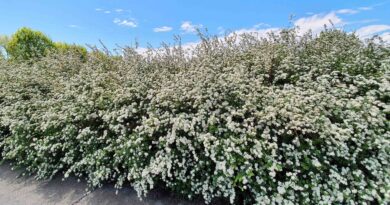 Vanhutijeva medvejka (Spiraea vanhouttei)