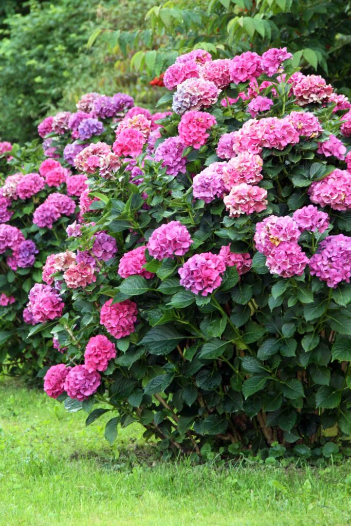 Velelistna hortenzija (Hydrangea macrophylla) 'Sibilla' 'Masja'