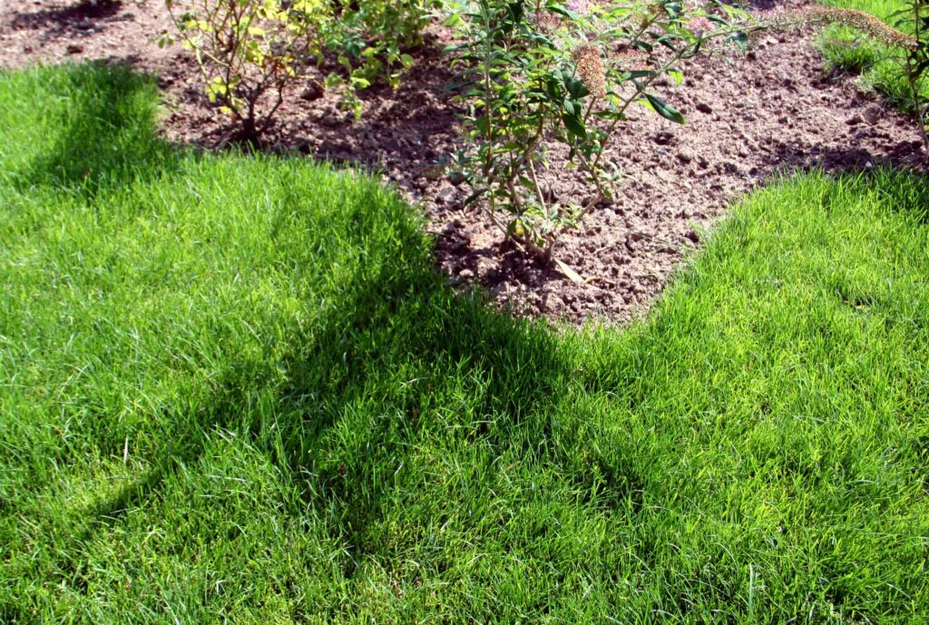 Vrt z lepo oblikovano trato in gredo z pokrovnimi vrtnicami