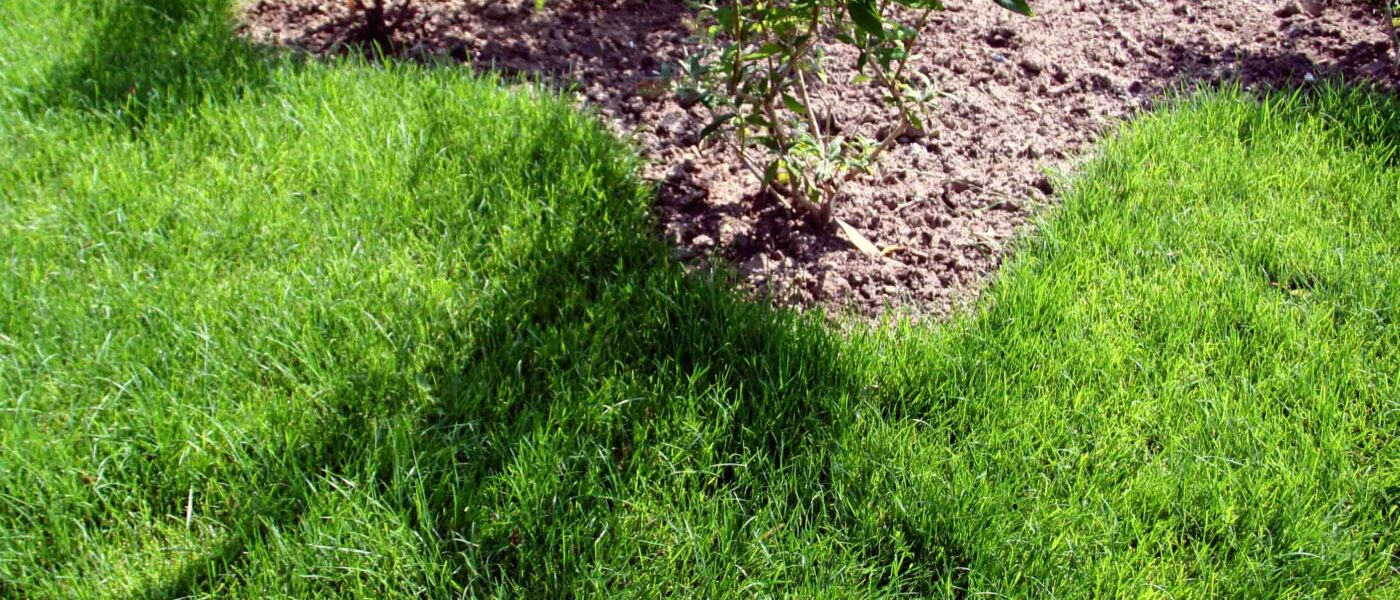 Vrt z lepo oblikovano trato in gredo z pokrovnimi vrtnicami