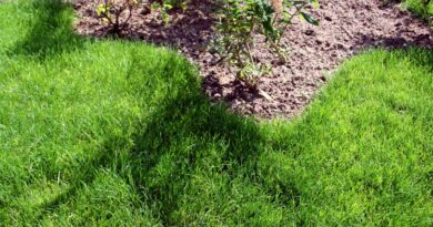 Vrt z lepo oblikovano trato in gredo z pokrovnimi vrtnicami