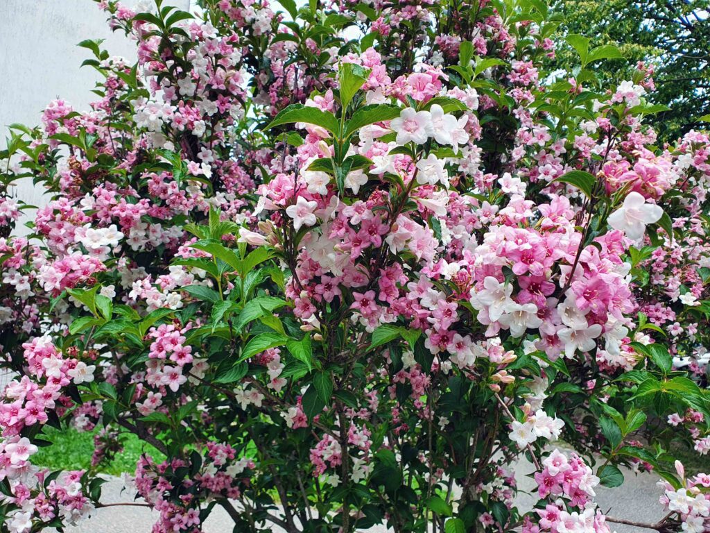 Weigela (Weigela florida)