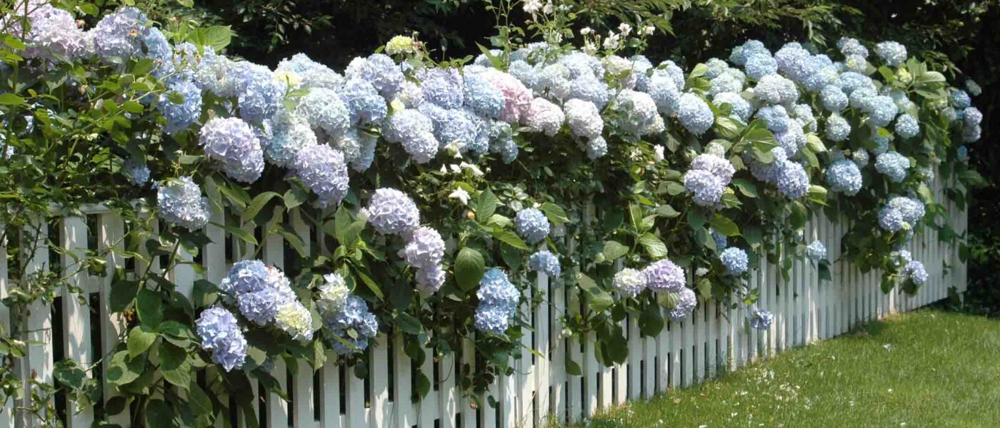 Živa meja iz hortenzij in lesena ograja