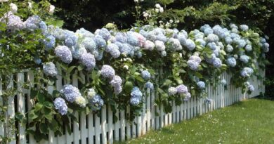 Živa meja iz hortenzij in lesena ograja